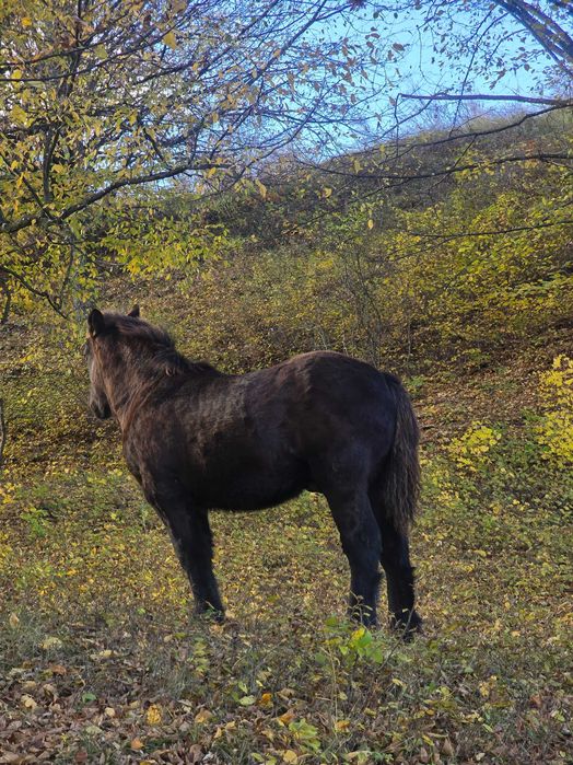 Vand manz de 5 luni jumate