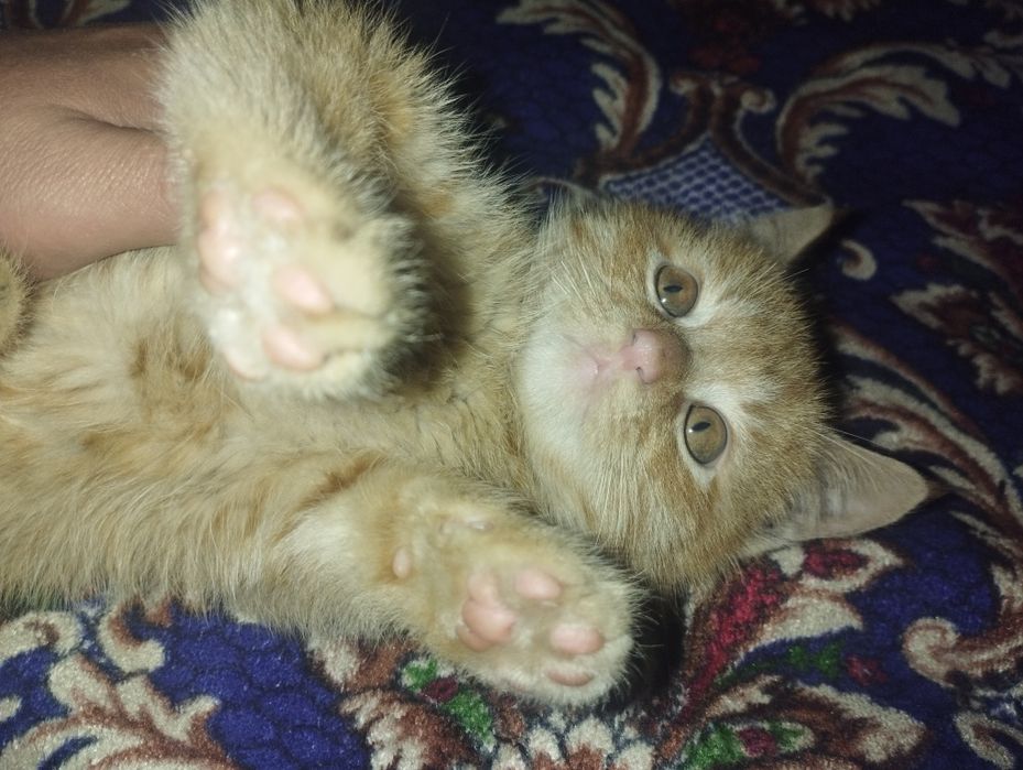 Mushuk Garfilddek rangda tekin