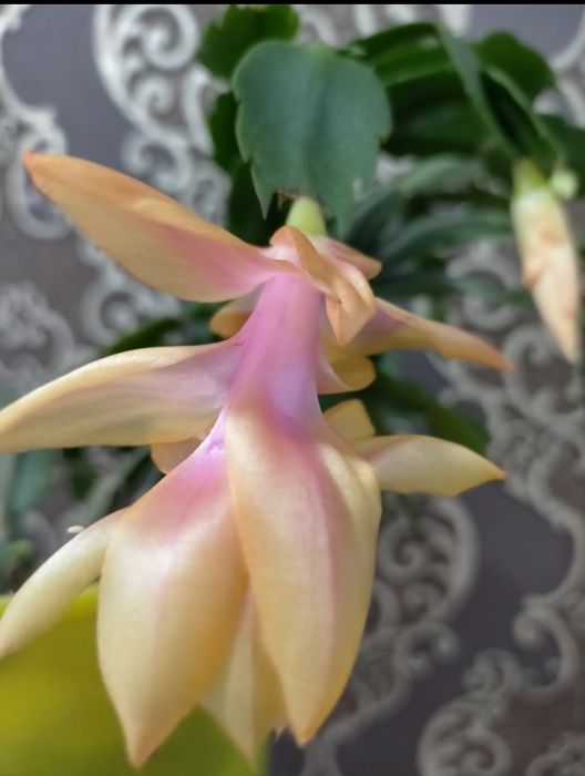 Декабрист жёлтый