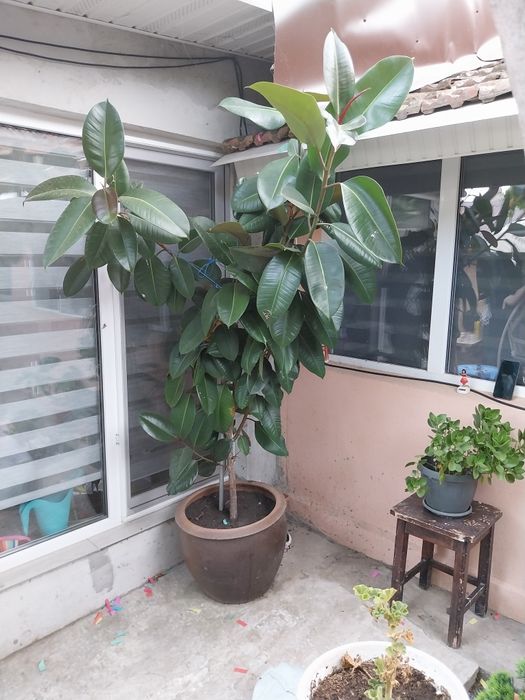 Vând Floare Ficus