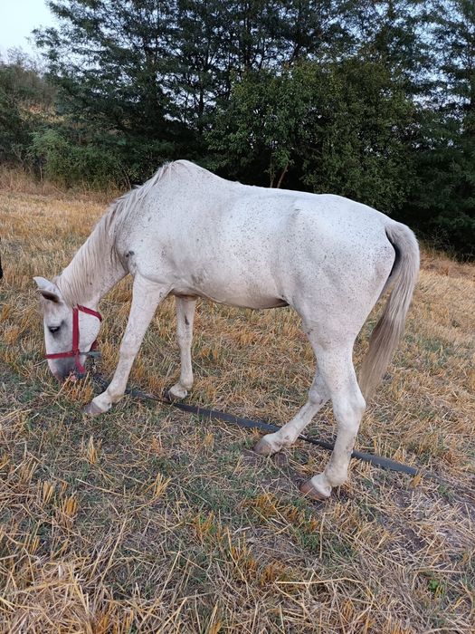 vând caii mai multe detalii la nr de telefon