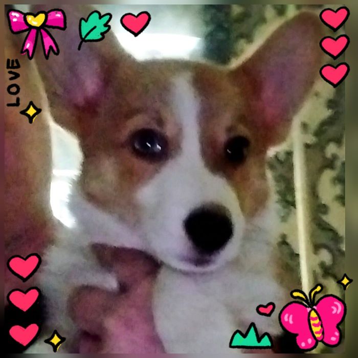 В продаже мальчик вельш пемброк корги