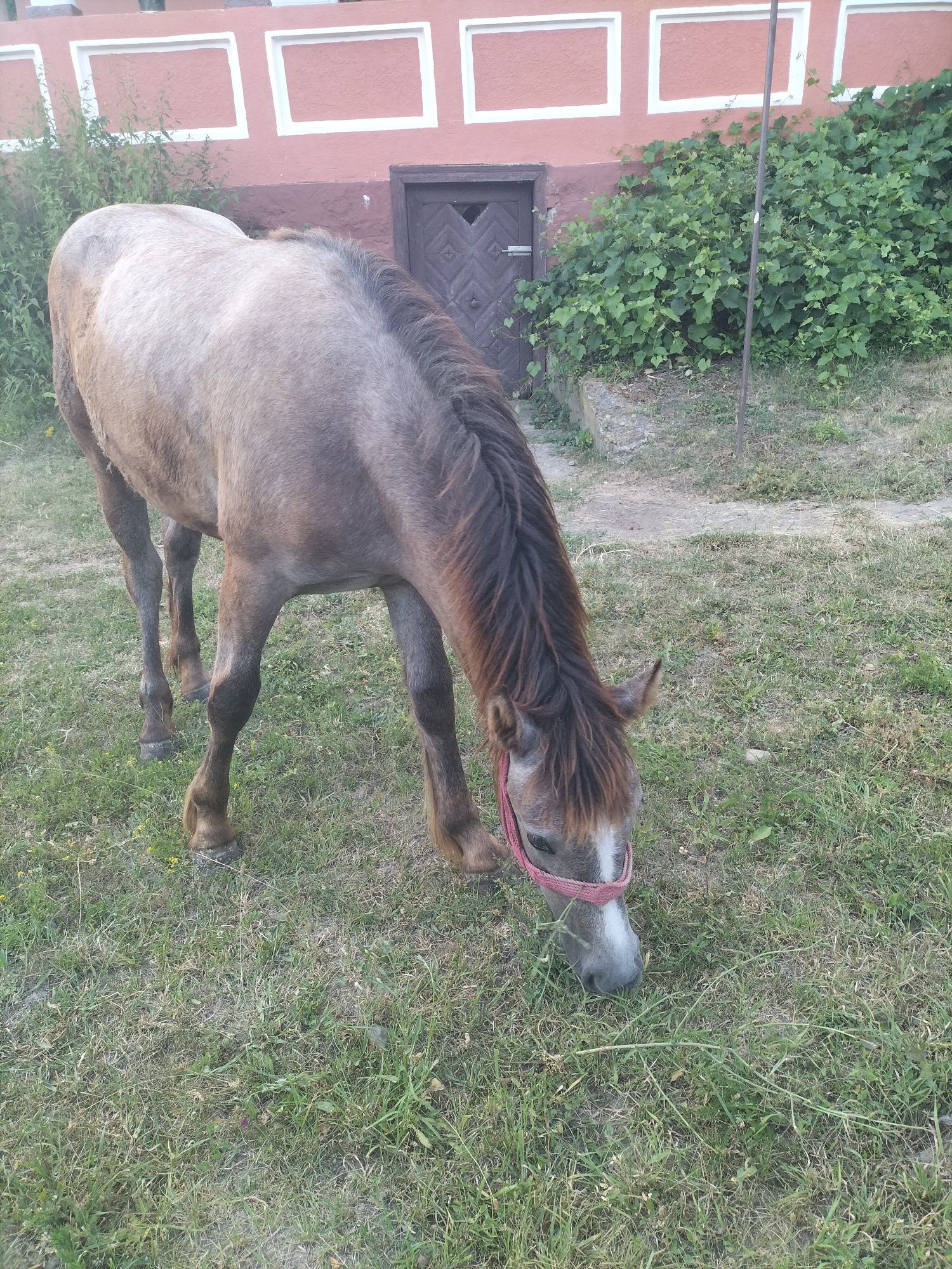 Mânză in vârstă de 1 an și 1 luna