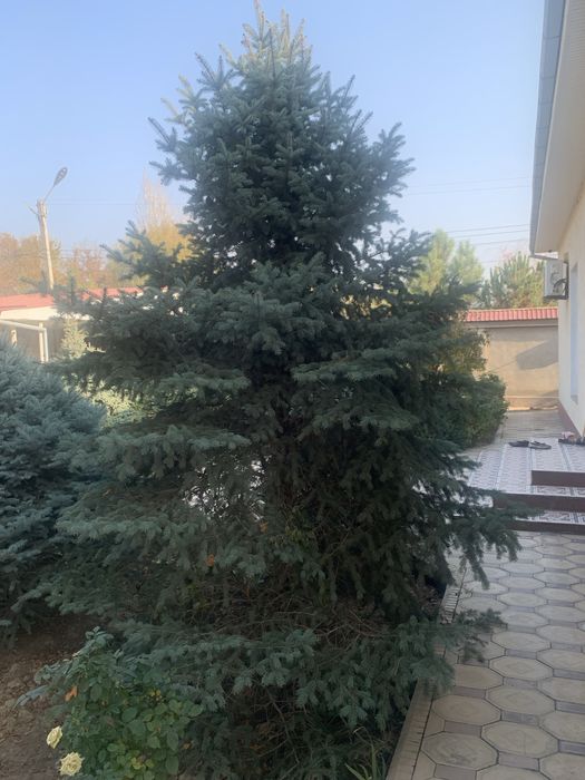 Ель голубой ель арча 5 метир келиштириб бераман тоза Украинадан кеган