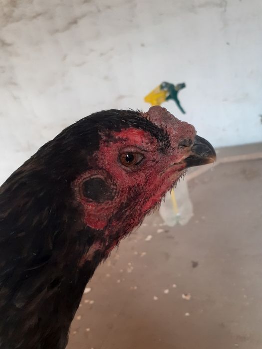 Ганой+ Кория макиён