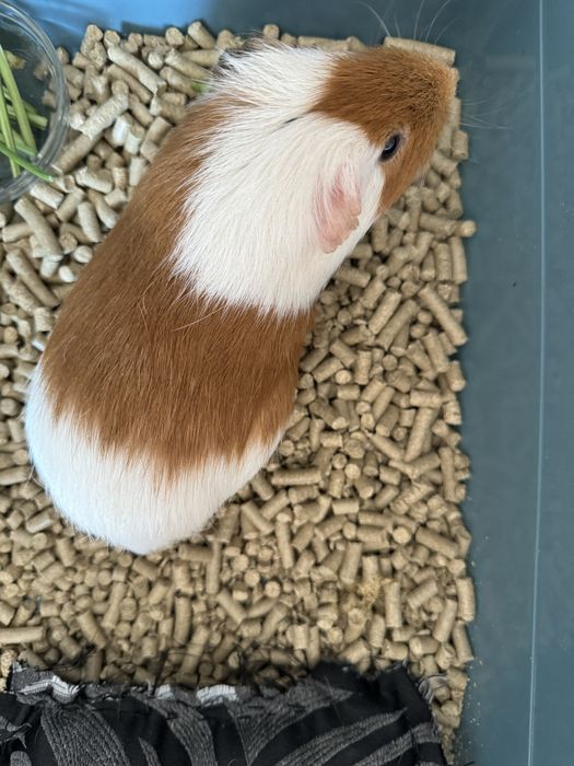 Морская свинка в добрые руки