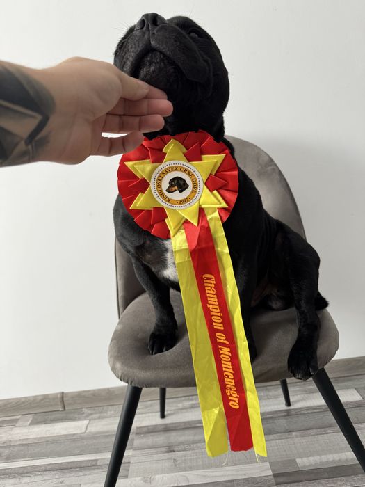 StafforshireBullTerrier - Mascul