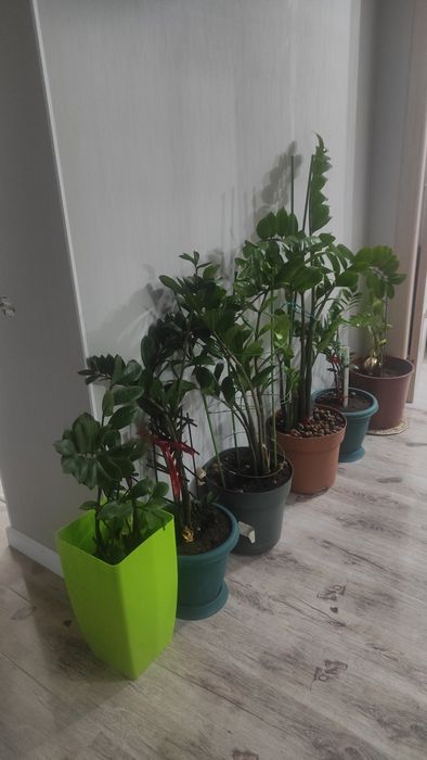 Продам растения Замиокулькас долларовое дерево