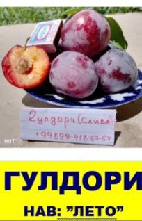 Мевали дарахт кўчатлари сотувда