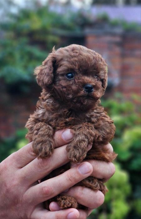 Pudel roșu talie mica