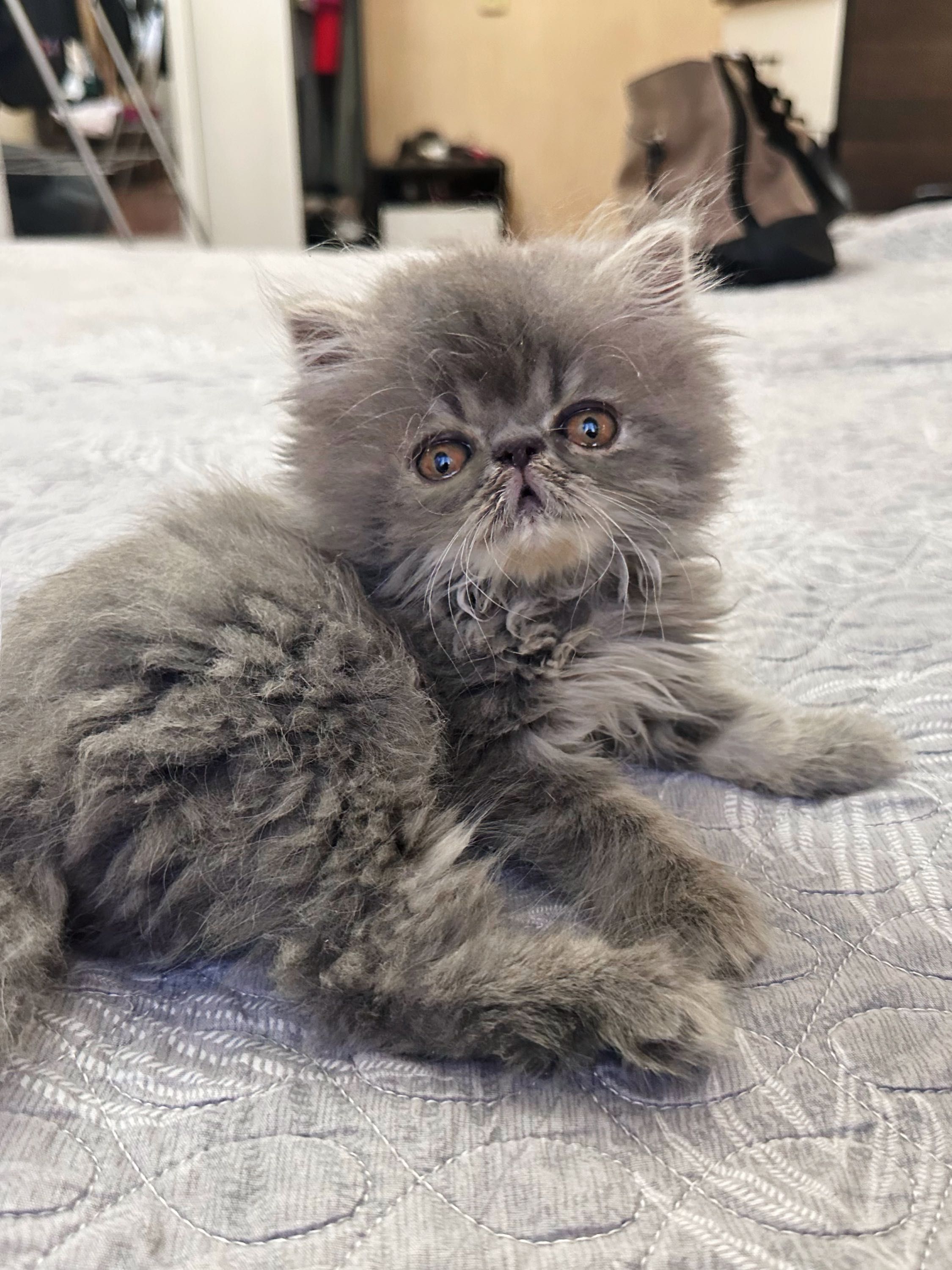 Персидские котята