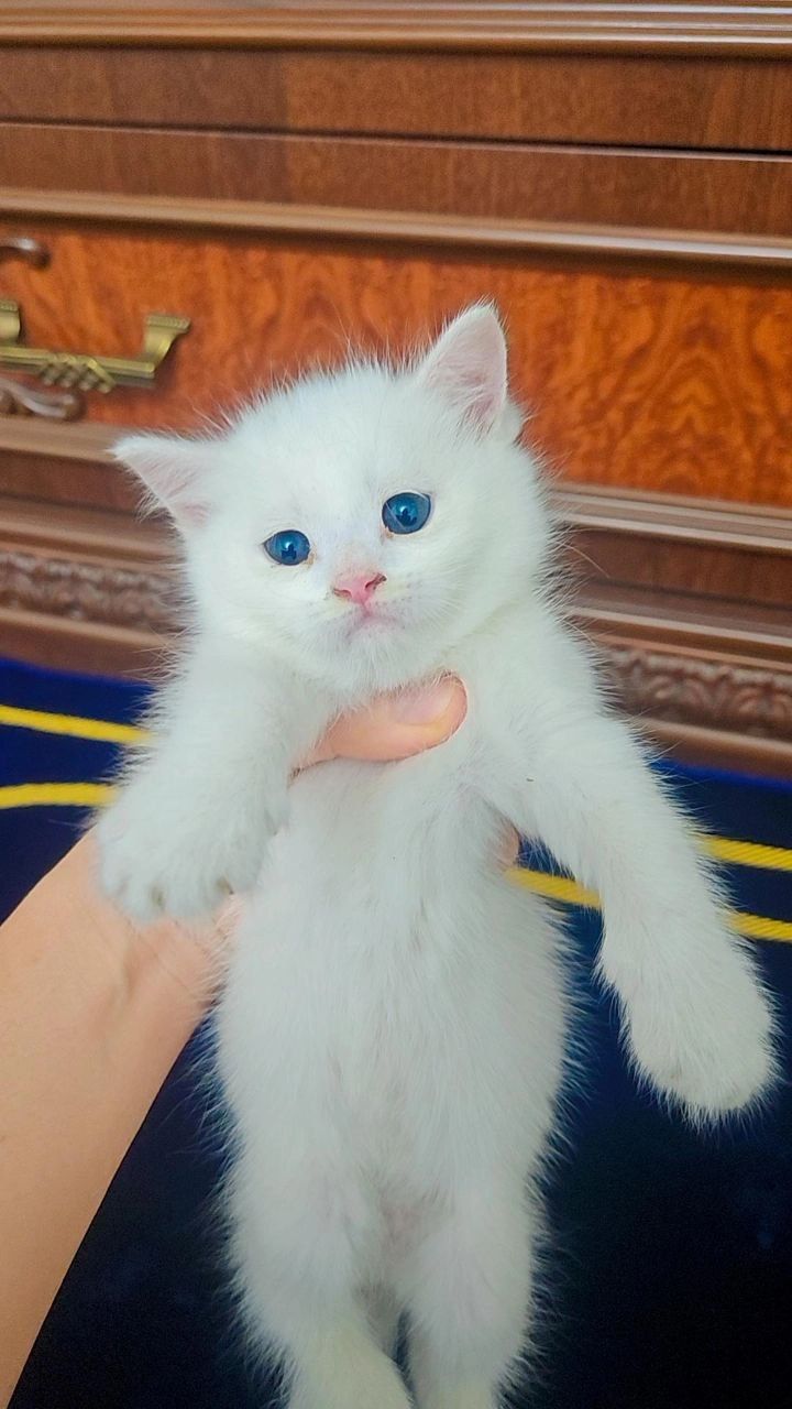 Mushukchalar/kittens