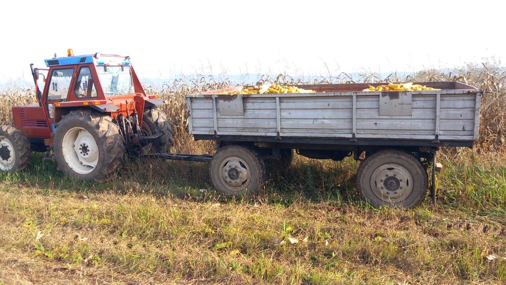 Vând porumb știuleți
