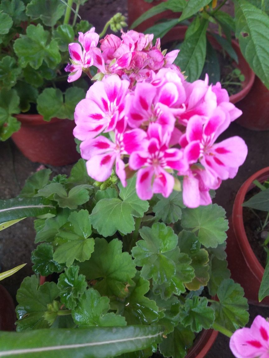 Jizzax Garden life taqdim etadi bizda turli xil xonaki gullar sotiladi