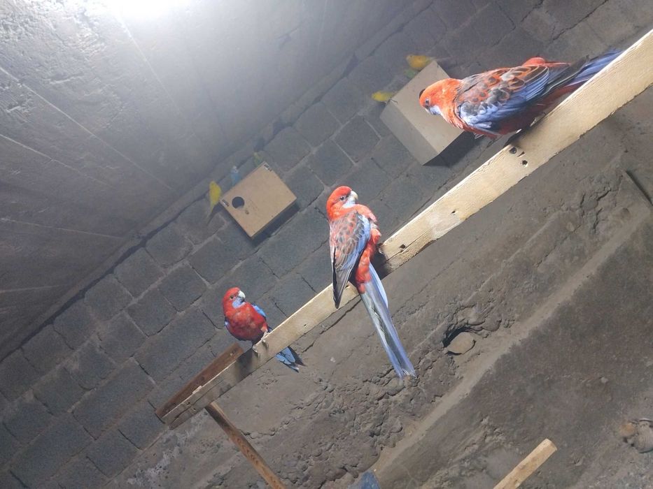 Penant papugay tayor zrosli narla sotiladi