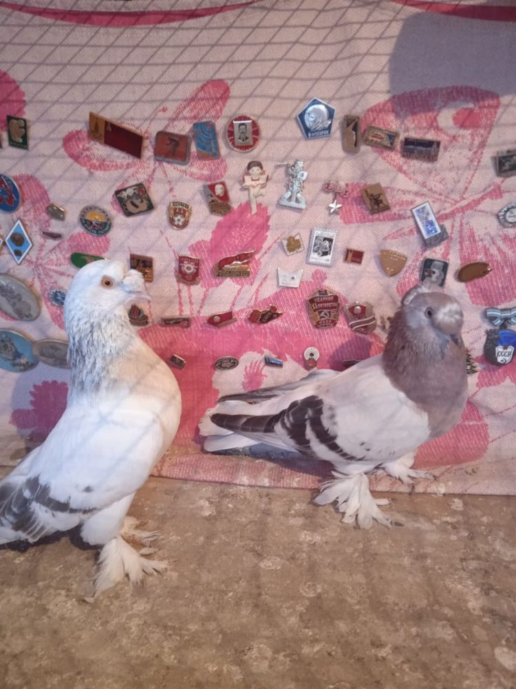 Продам пару такла
