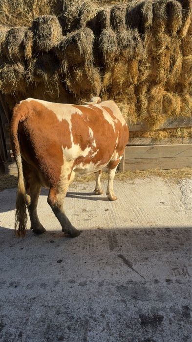Vacă de vanzare   pentru detali si prtet la nr de telefon
