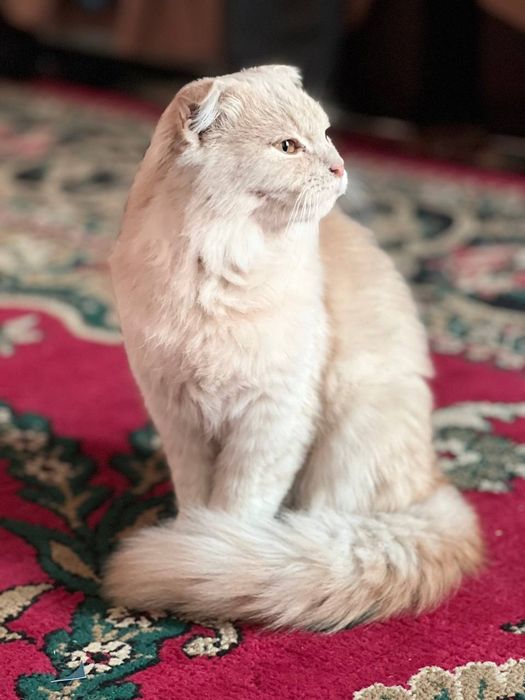 Mushuk Scottish fold qiz 5oylik