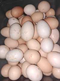 Ouă găină de țară