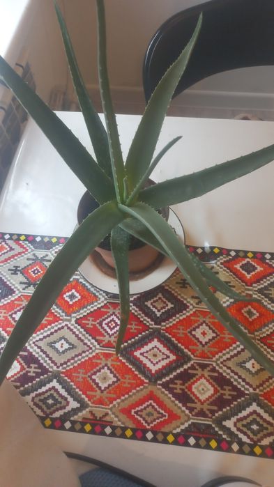 Алоэ многолетний