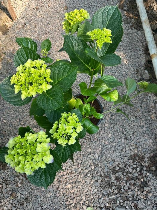 Продаем гортензии в горшках – напрямую с плантации! 

Ищете красивые