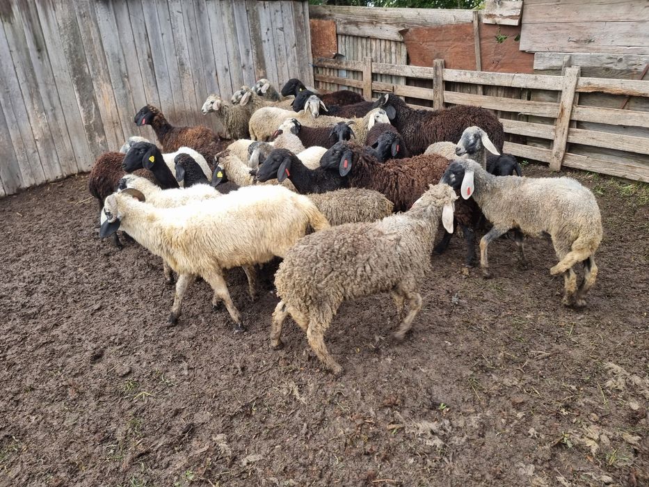 Cârlani de vânzare