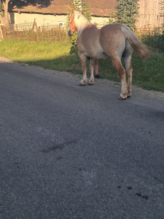 Vand cal de 7 ani