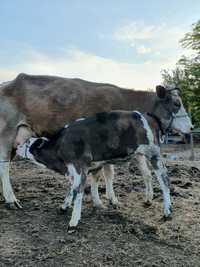 Vaca la prima fatare,gestanta + vițel