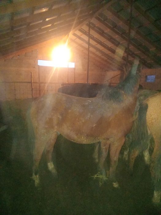 Семиз кунан шыгарлар байталдар  2,5 ай аткорм таза оним  480000 ,55000