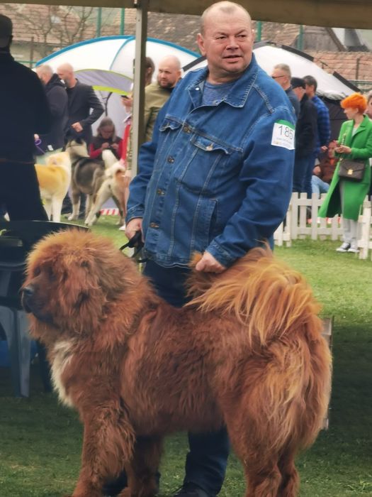Mascul mastiff tibetan
