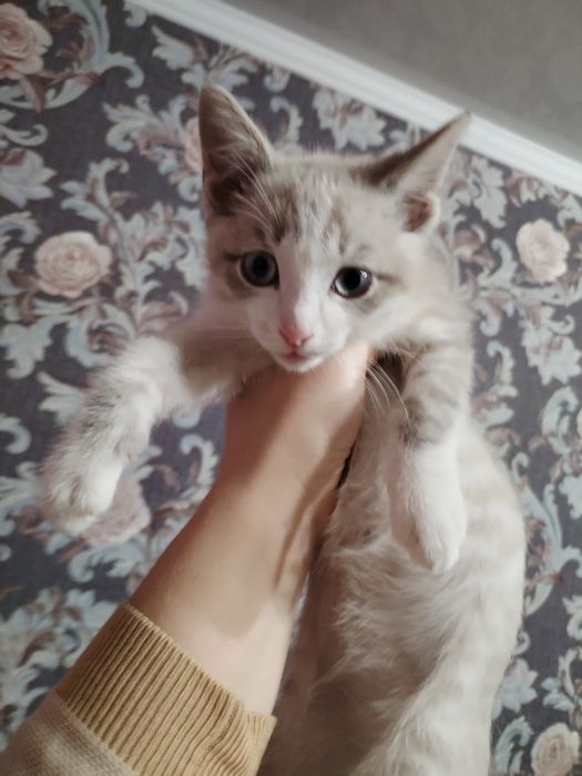 Ишу дом котёнку.