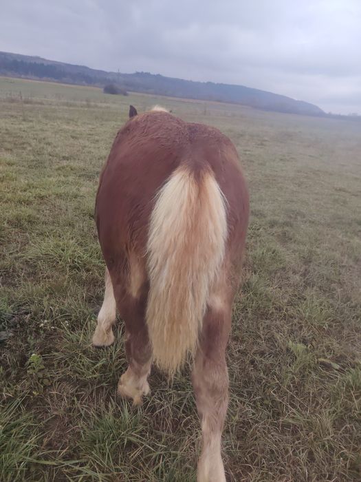 Vând un mânz de 6 luni