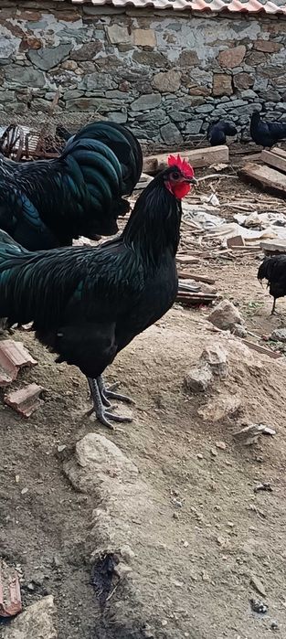 Петли Австролорп