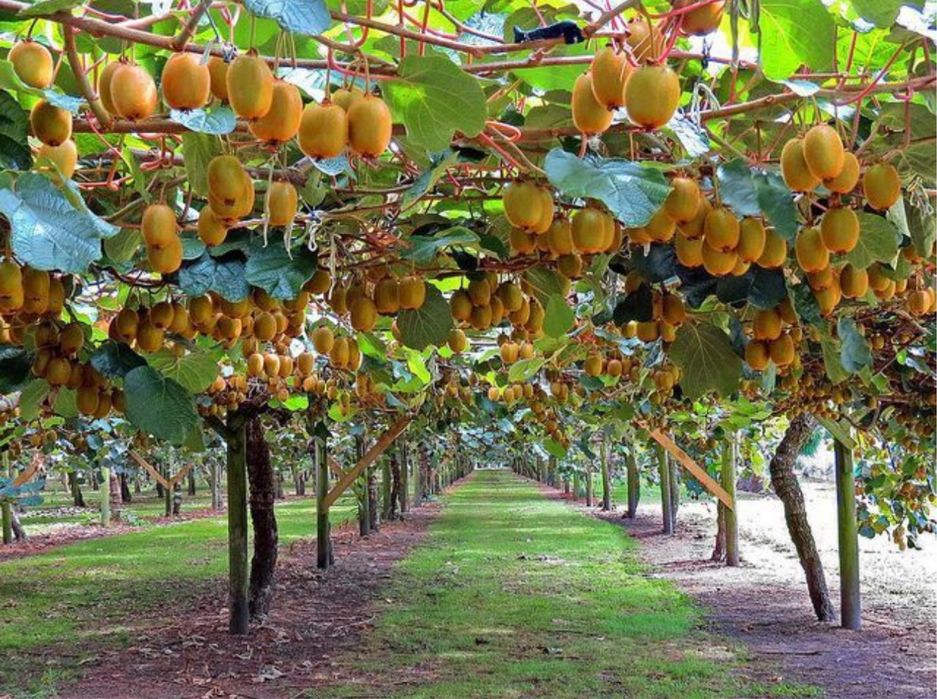 Pomi fructiferi exotici kiwi si diferite soiuri