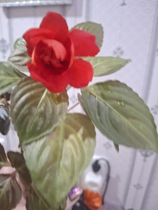 Продам укорененные цветы