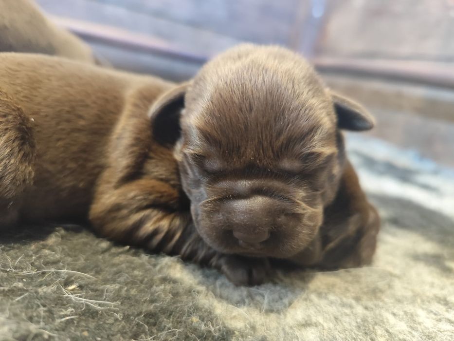 Pui Labrador ciocolatiu cu Pedigree