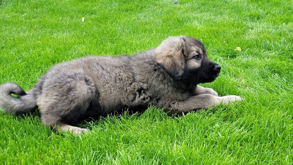 Ciobanesc caucazian talie mare masculi.