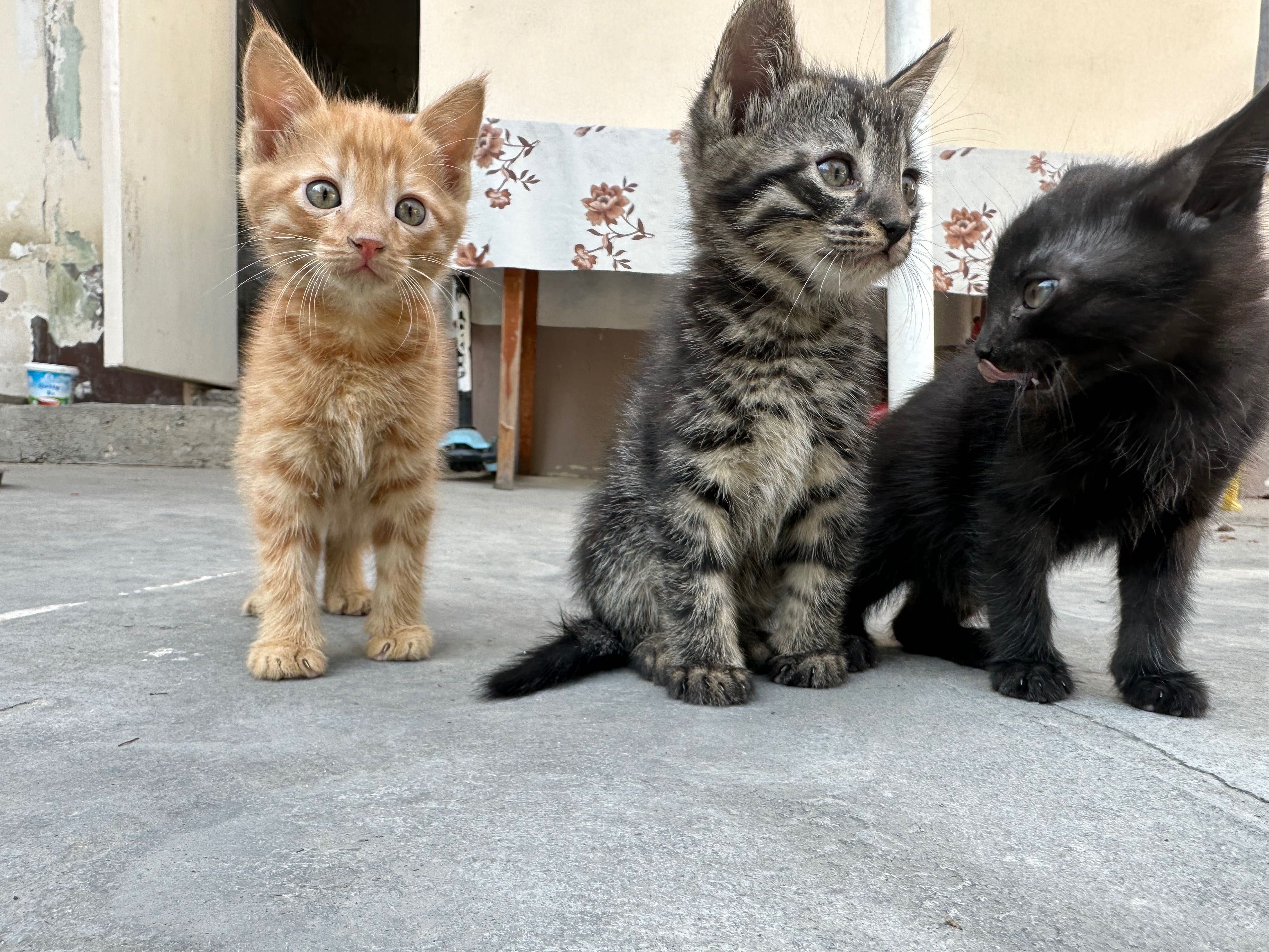 Котята отдам даром