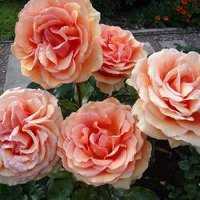 Элитные сорта морозостойких саженцев роз