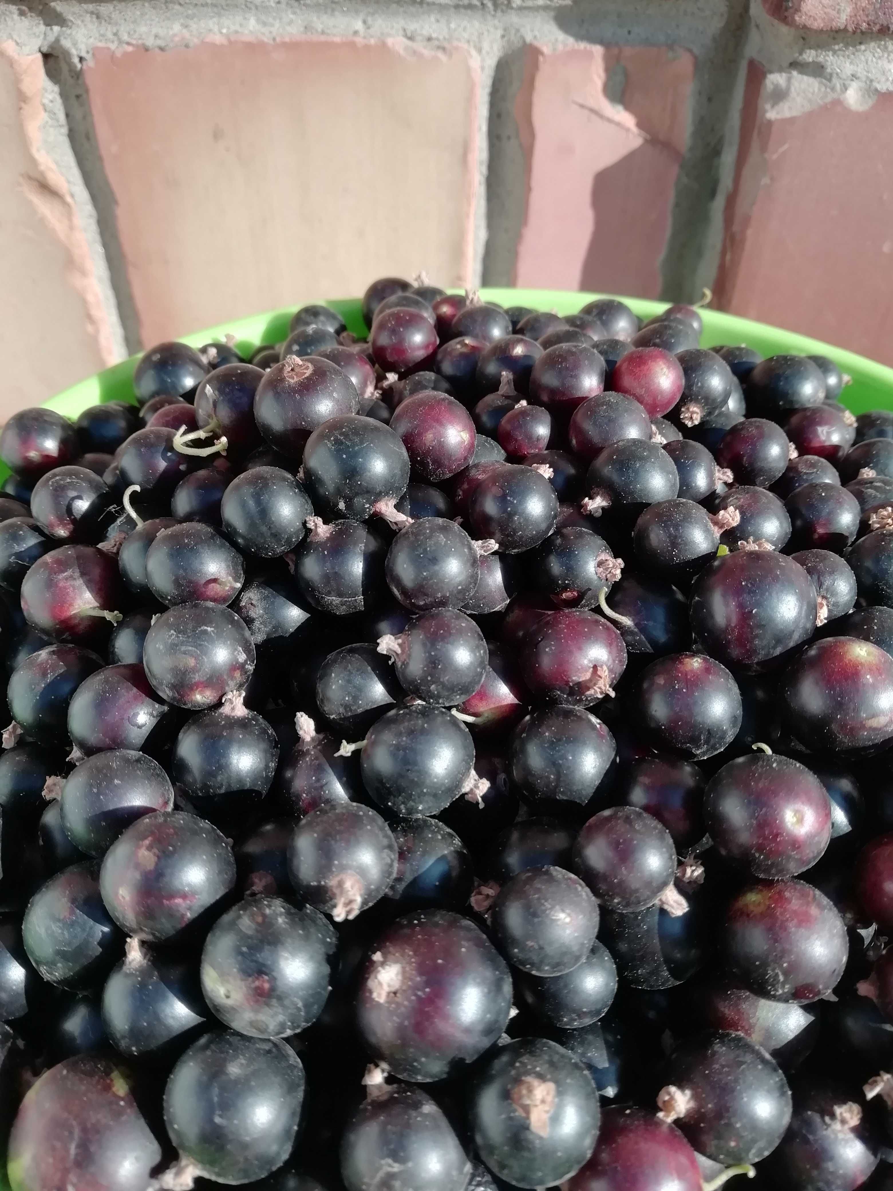 Продам чёрную смородину