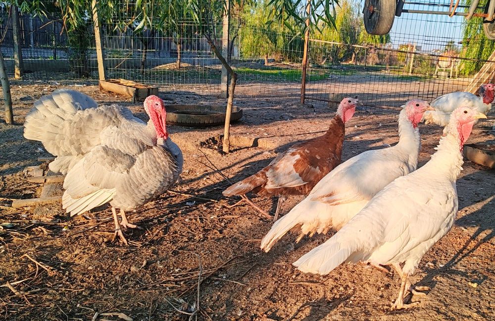 Familie Curci și curcan