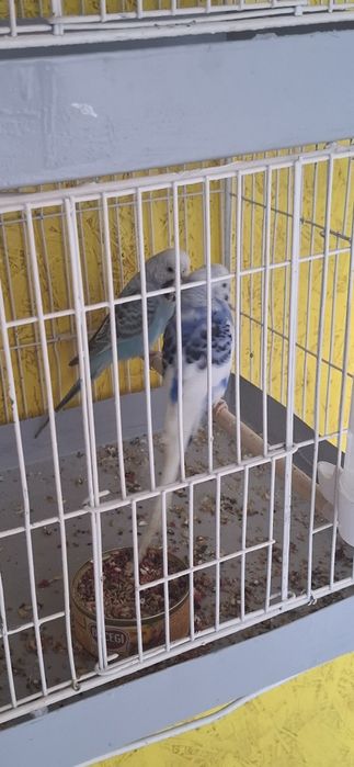 Peruși semi standard Perechii