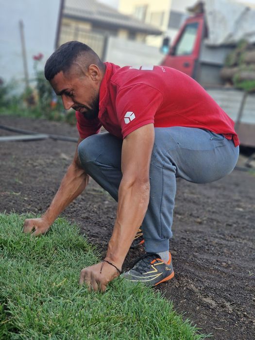 Gazon natural rulouri sau semințe