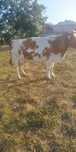 Vaca de vanzare.
