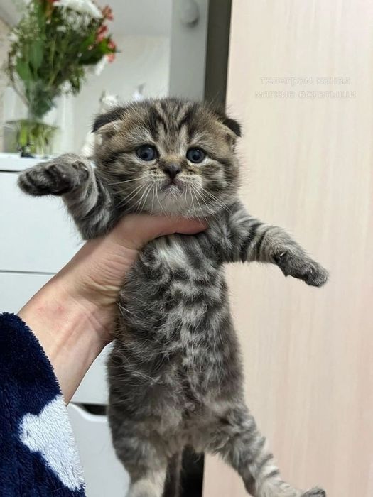 Шотландский вислоухий котёнок