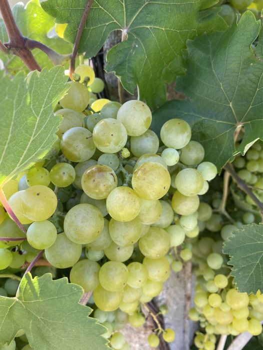 Vând struguri Crâmpoșie selecționata  Cabernet