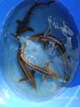 Sturioni (nisetru siberian, cega, cega alba)