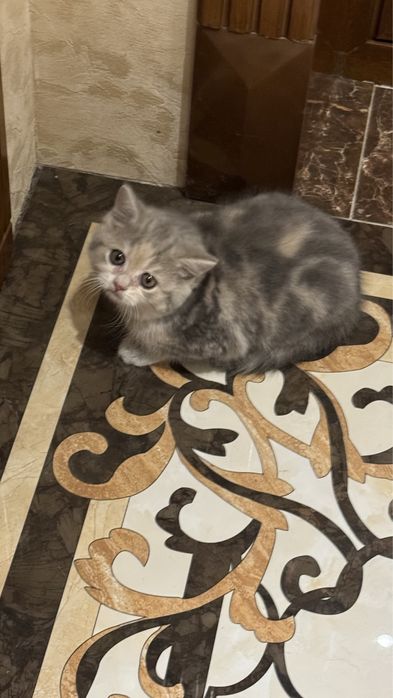 Шотландский страйт котятки
