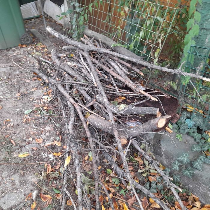 lemne de foc, provenite dintr- brad uscat.