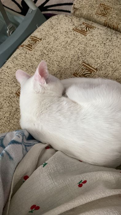 Ofer spre adoptie motanel full white